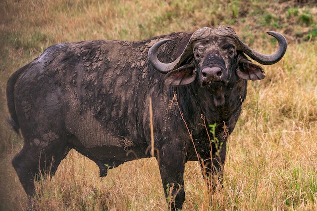 Hunting Cape BuffaloIn South Africa