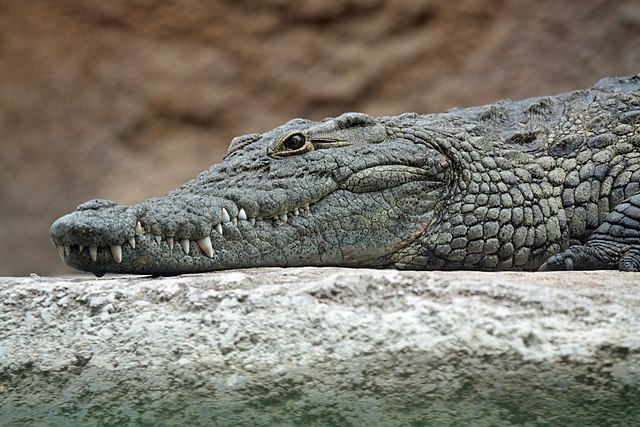 Hunting Nile CrocodileIn South Africa