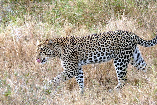 Hunting LeopardIn South Africa