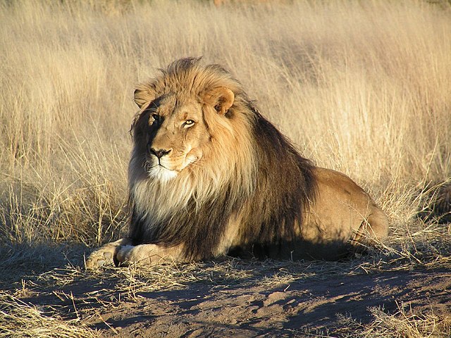 Hunting LionIn South Africa