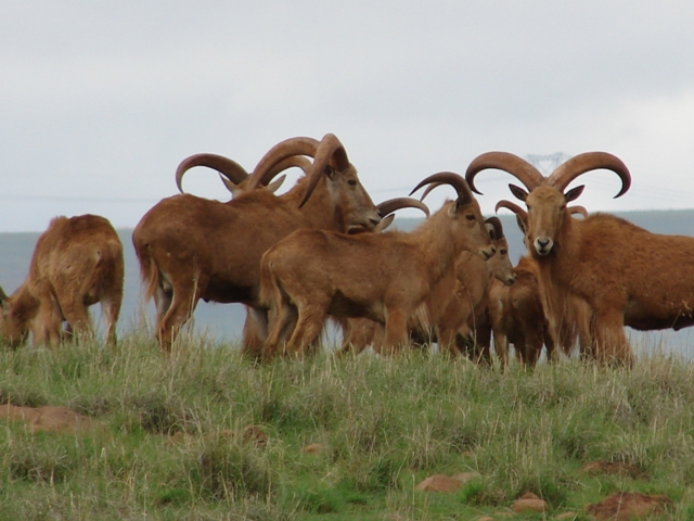 Hunting Mähnenspringer In South Africa