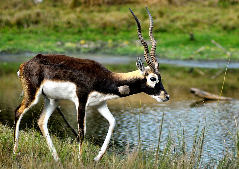 Hunting Blackbuck In South Africa
