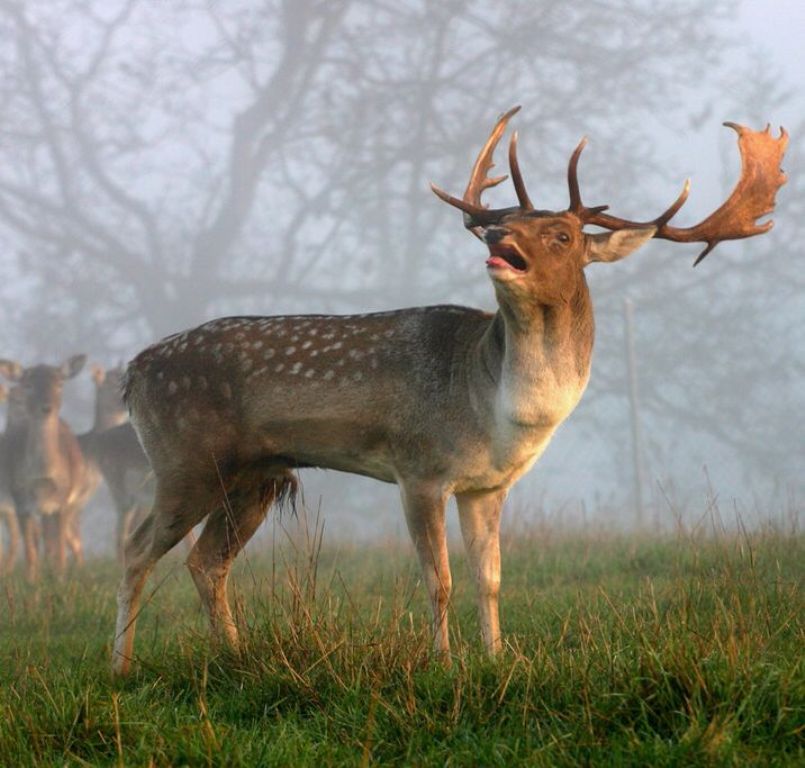 Hunting Fallow Deer In South Africa