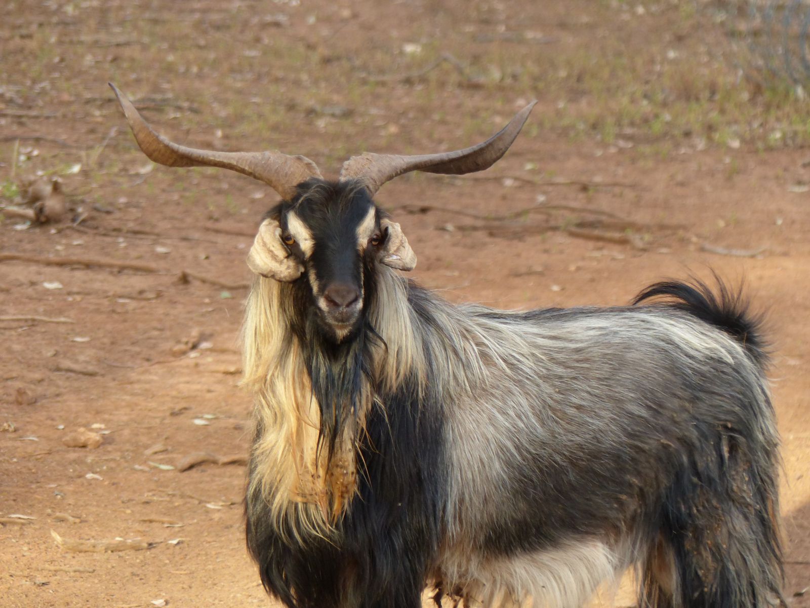 Hunting Feral Goat In South Africa
