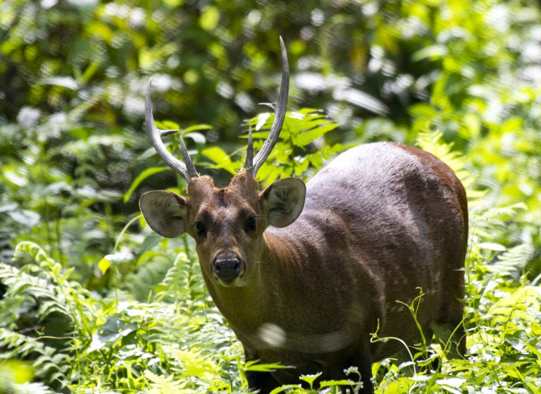 Hunting Hog Deer In South Africa