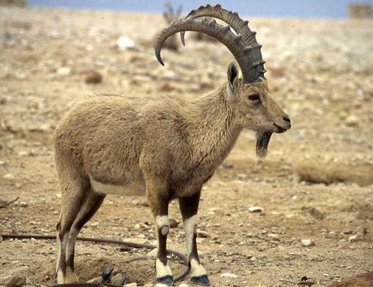 Hunting Ibex In South Africa