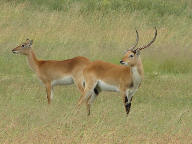 Hunting LechweIn South Africa