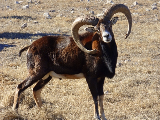 Hunting Mouflon Sheep In South Africa