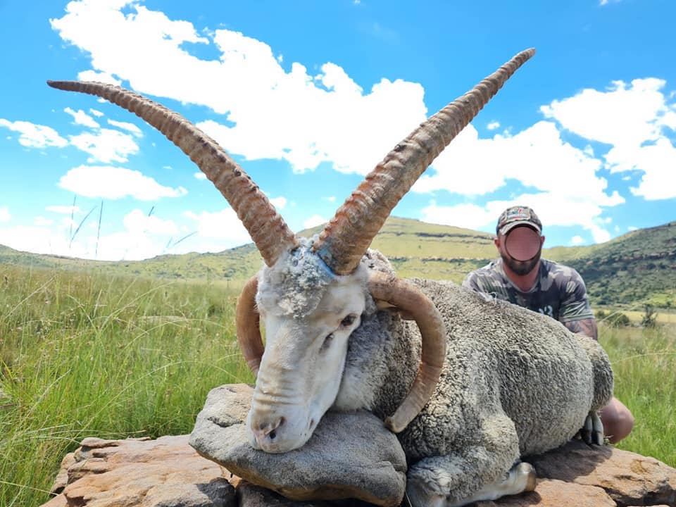 Hunting Multi-Horned Sheep In South Africa