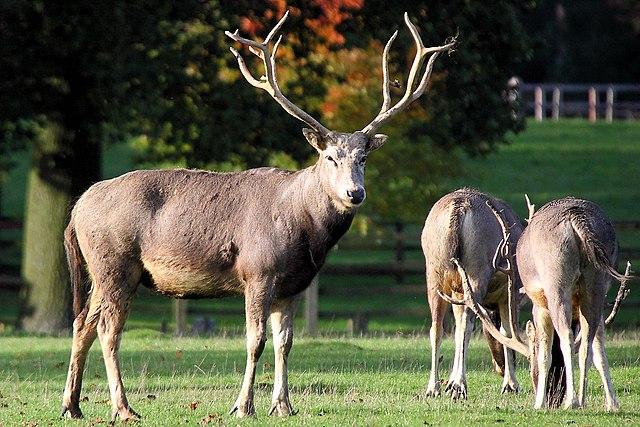 Hunting Pere David's Deer In South Africa