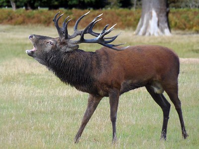 Hunting Red Deer In South Africa