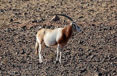 Hunting Scimitar Horned Oryx In South Africa