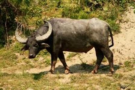 Hunting Water Buffalo In South Africa