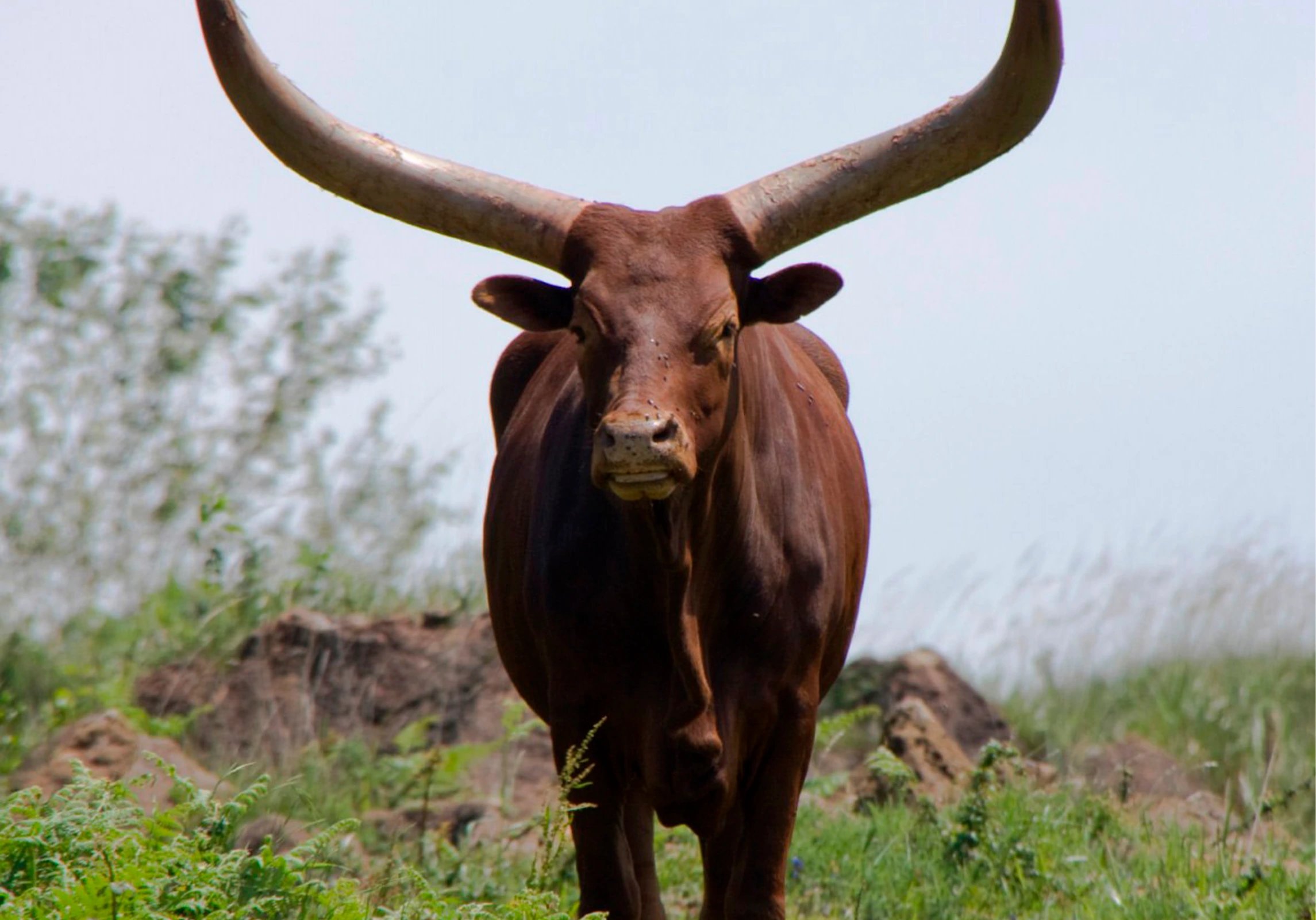 Hunting Watusi In South Africa