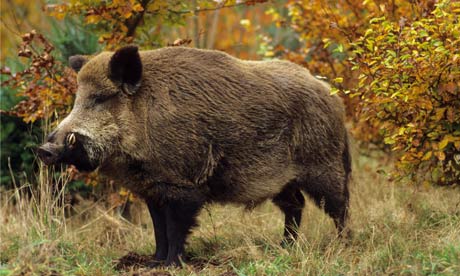 Hunting Wild Boar In South Africa