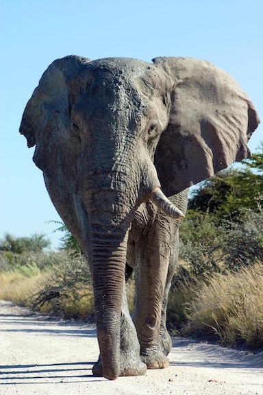 Elephant