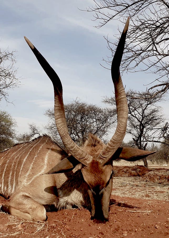 Pronk Hunting Safaris