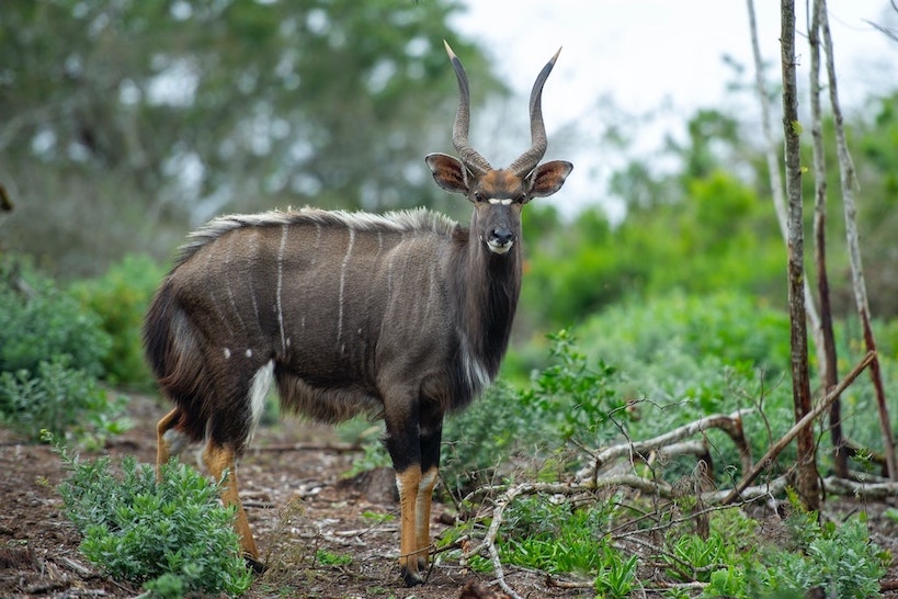 Hunting In Kwazulu-Natal South Africa