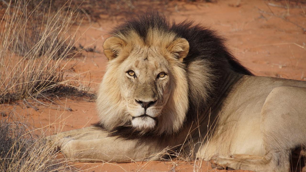 Hunting In The Kalahari South Africa