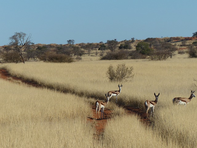 Hunting In North West South Africa
