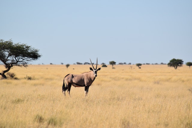 Hunting In The Free State South Africa