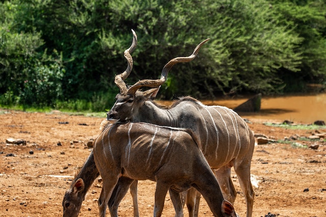 Hunting In Limpopo South Africa