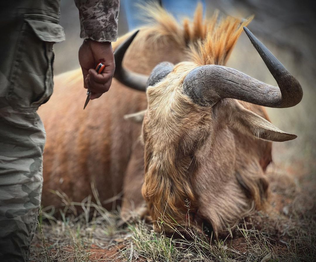 Pronk Hunting Safaris
