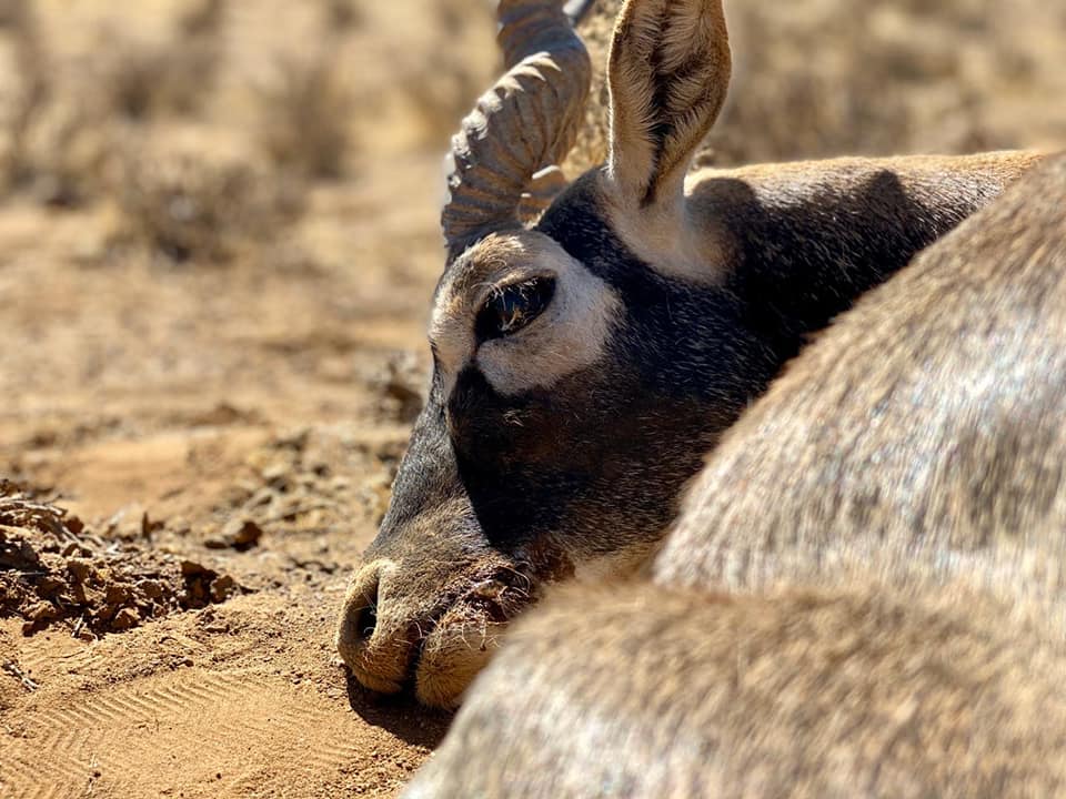 Pronk Hunting Safaris