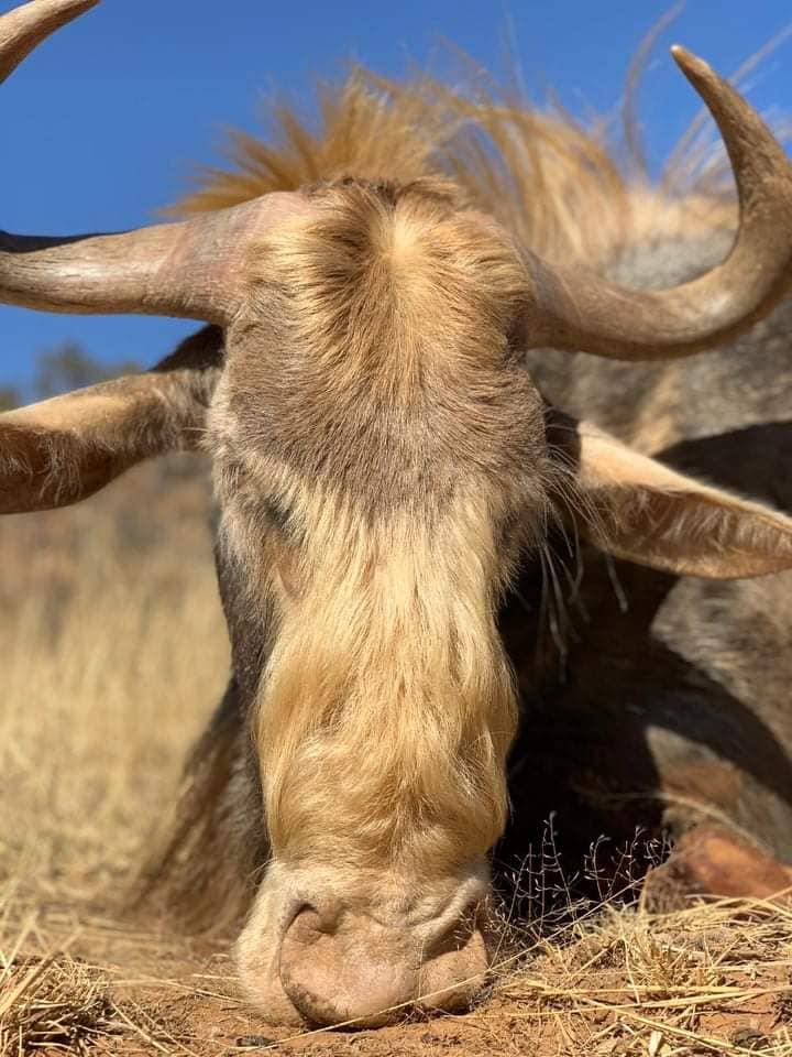 Pronk Hunting Safaris