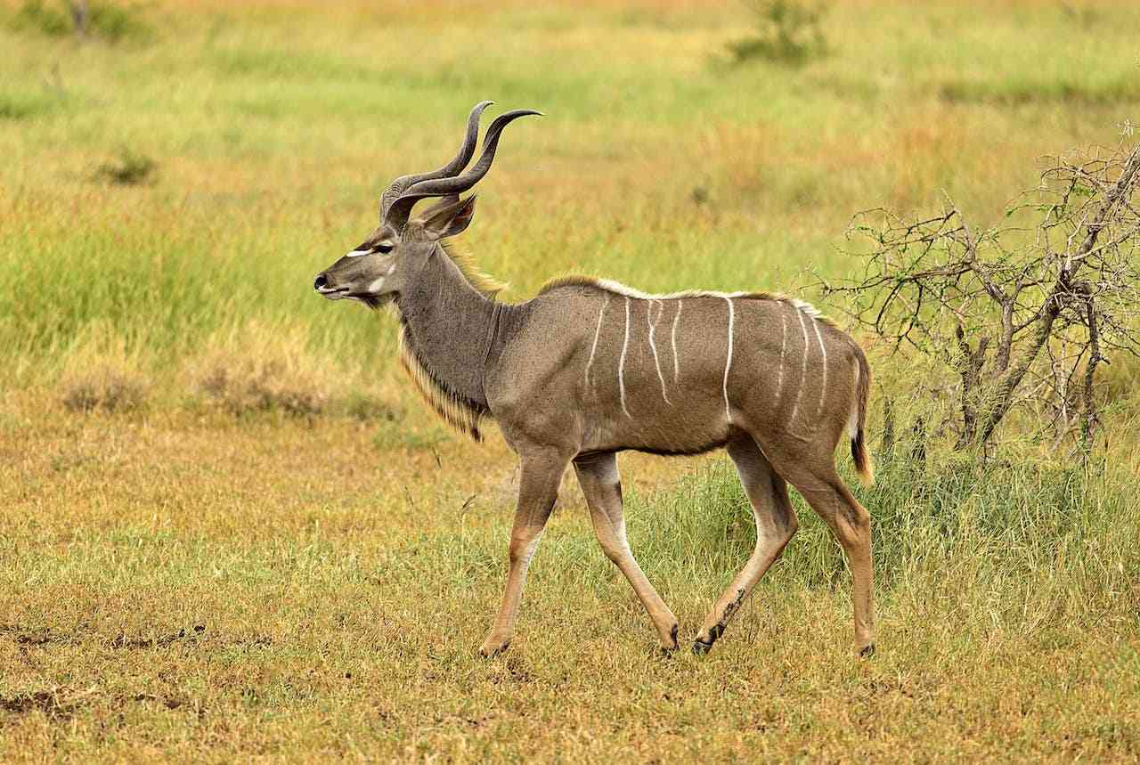 Safari Information