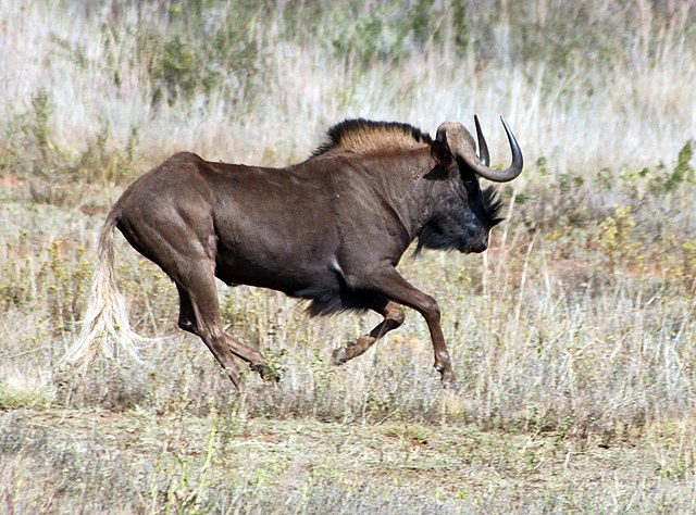 Hunting Black WildebeestIn South Africa