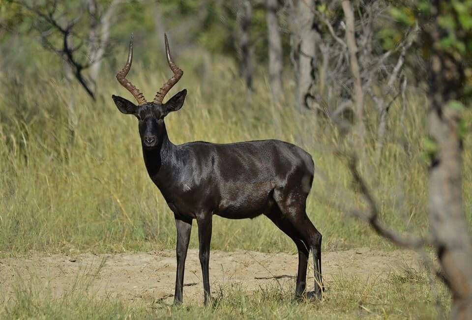 Hunting ImpalaIn South Africa