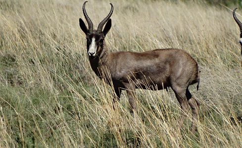 Hunting SpringbuckIn South Africa