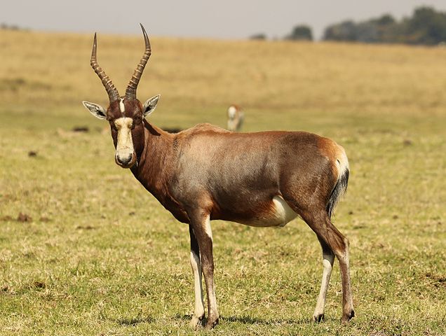 Hunting BlesbuckIn South Africa