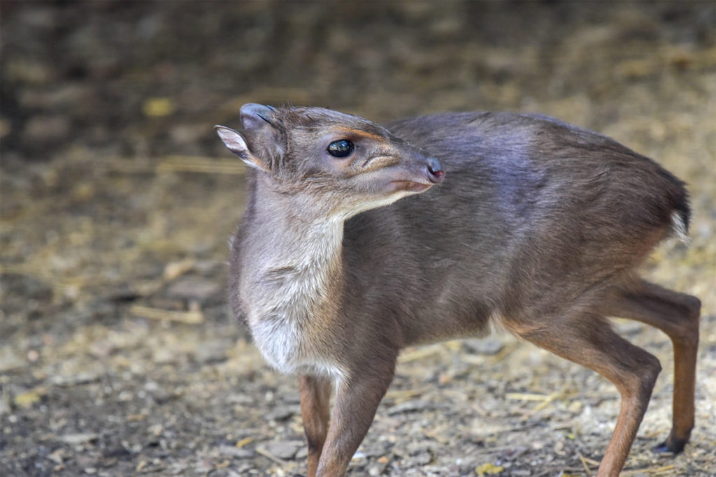 Hunting Duiker, BlueIn South Africa