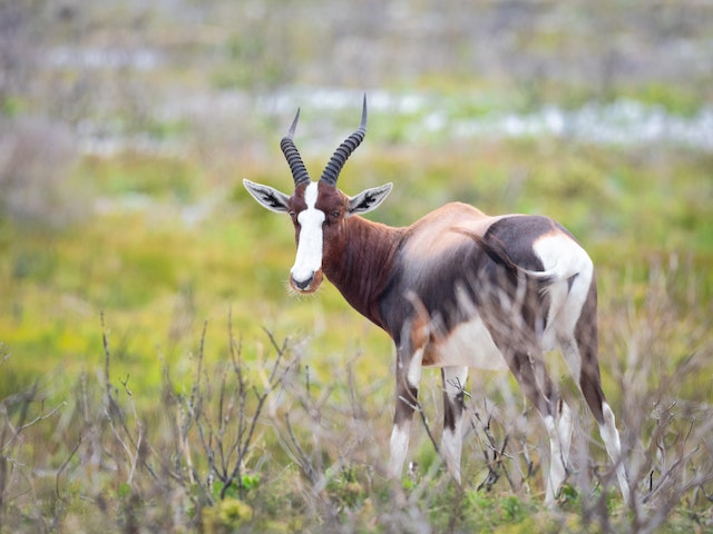 Hunting Bontebok In South Africa