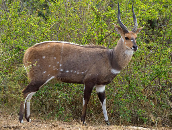 Hunting  BushbuckIn South Africa