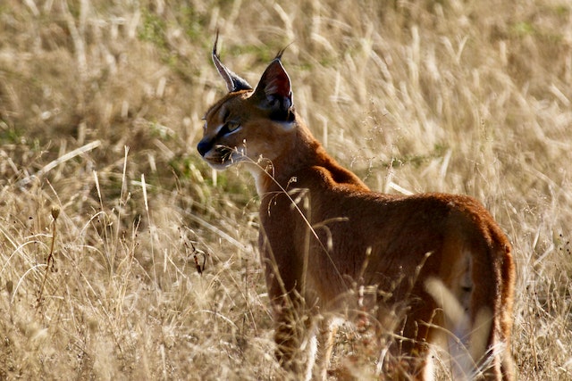 Hunting CaracalIn South Africa
