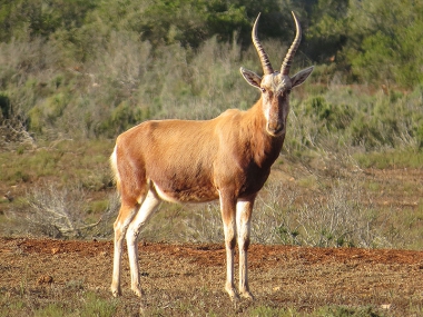 Hunting White BlesbuckIn South Africa