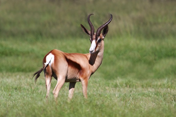 Hunting SpringbuckIn South Africa