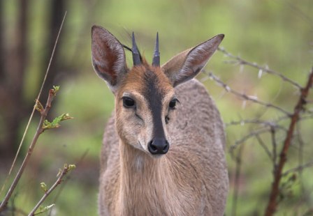 Hunting DuikerIn South Africa