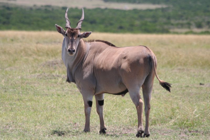 Hunting ElandIn South Africa
