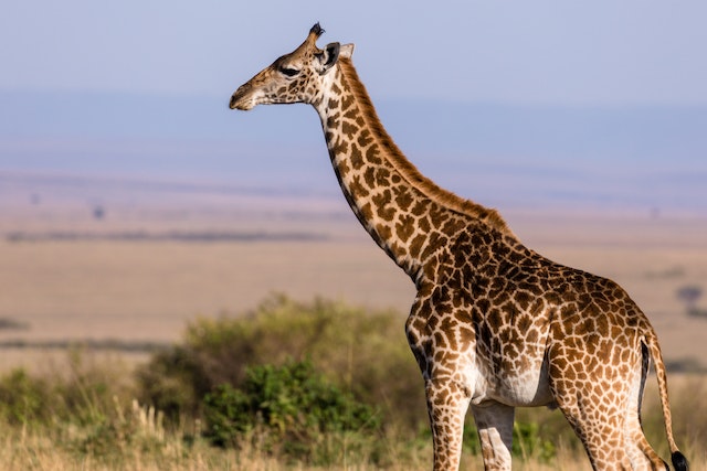 Hunting GiraffeIn South Africa
