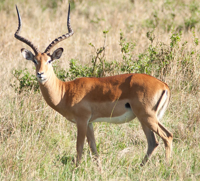Hunting ImpalaIn South Africa