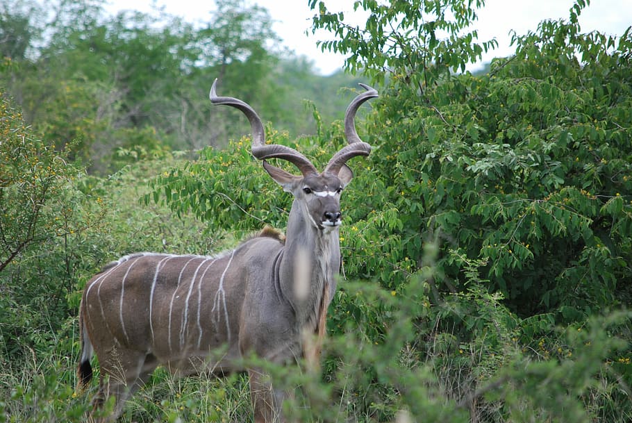 Hunting KuduIn South Africa
