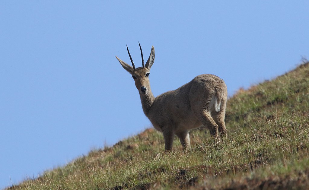 Hunting In The Western Cape South Africa