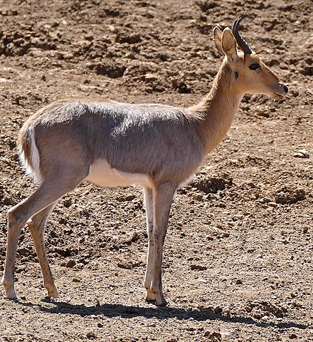 Hunting Reedbuck, MountainIn South Africa