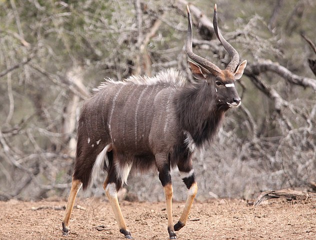 Hunting NyalaIn South Africa