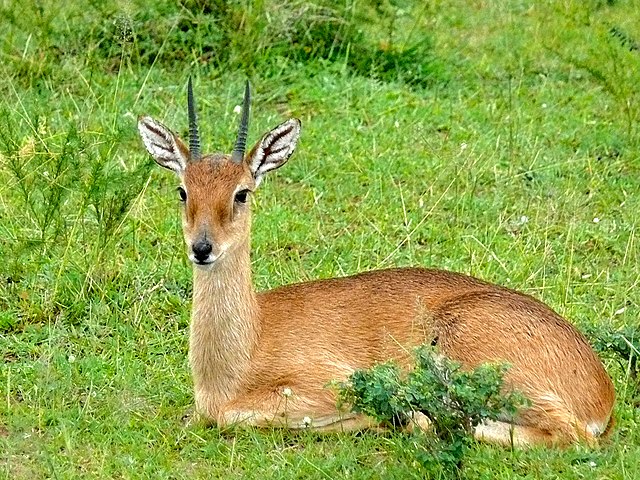 Hunting OribiIn South Africa