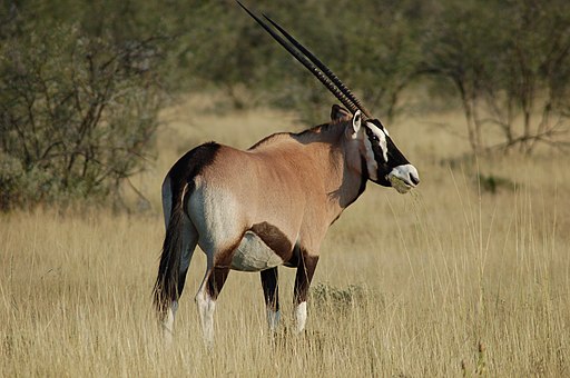 Hunting Gemsbuck (Oryx)In South Africa